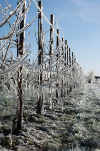 Orchard, apple trees, frost protection in the old country Orchard, apple trees, frost protection in the old country